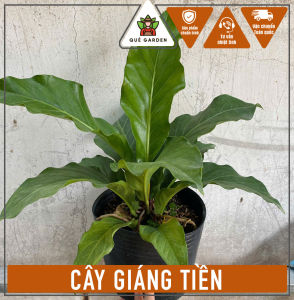 Cây Giáng Tiền - Tổng thể tầm 30-40 cm - Kiểng lá sang trọng!