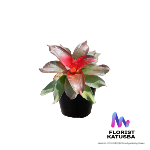 tanaman hias bromelia red Chili langka