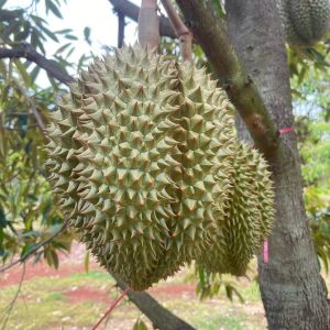 ทุเรียนหมอนทอง หมอนทอง  กรอบนอกกนุ่มใน หวานมันอร่อย จัดส่งทั้งลูก