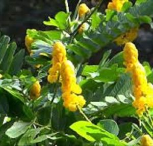ACAPULCO SEED`S/ HERBAL MEDICINE "RARE" (Senna alata)