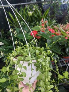 Cây Đô la chậu treo trang trí nhà cửa văn phòng