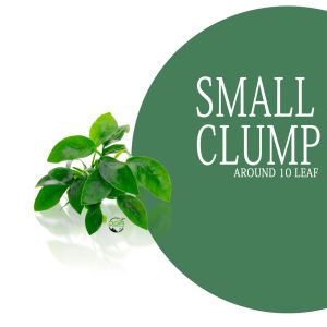 Aquatic plants Hybrid Mini Anubias Nana Low Tech Pants（水草杂交迷你小榕）