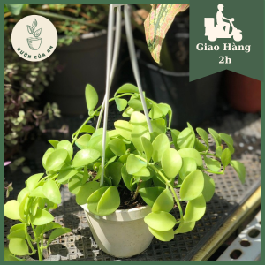 Cây lan hạt dưa lan dolar lá trũ chậu treo cây trồng trong nhà trang trí nội thất cây phong thủy hút tài lộc lọc không khí lá rũ vườn của an