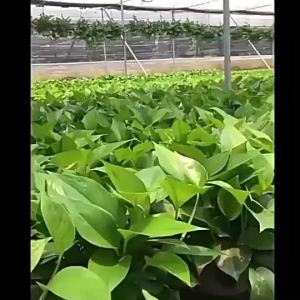 LZD Scindapsus Aureus Bonsai Indoor Formaldehyde Remover Purified Air Cane Hanging New House Hydroponic Flower Green Plant Large Leaf Devils Ivy