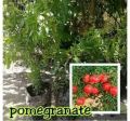 Fruit bearing tree Dwarf Varieties Grafted. 