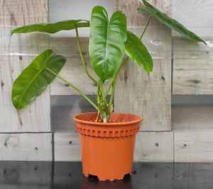 Philodendron Burle Marx Green