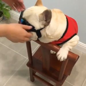 Fold Pet Dogs Glasses Prevent UV Pet Glasses for Cats Dogs Fashion Sunglasses Dogs Goggles Photo Prop Pet Accessories