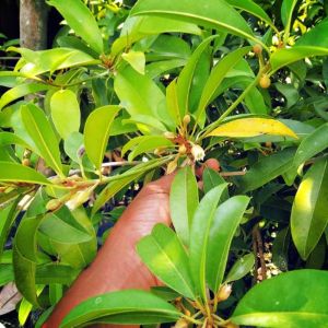 bibit buah sawo jumbo  / bibit sawo jumbo berbunga / petil