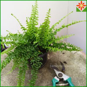ต้นเฟิร์นบอสตัน ส่งพร้อมกระถาง 5.5นิ้ว ต้นเฟิร์น เฟิร์นบอสตัน