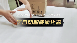 Automatic Eggs Incubator for Hatching 6 Eggs Clear Visibility and Humidity Control Ideal for Chicken and Duck Eggs