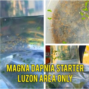 Magna Daphnia Starter with freeBetta for Aquarium Decoration luzon area only