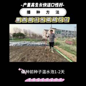 Imported Mexican Premium 12 Corn Grass Seeds Pasture Seeds High Yield Breeding Grass Seeds for Pigs Cattle Sheep Rabbits Livestock Seeds