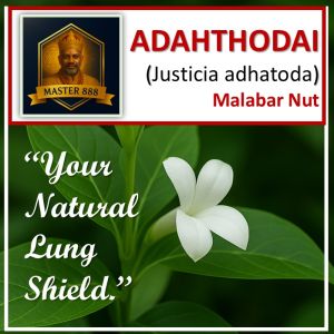 LIVE PLANT: ADATHODAI (அடத்தொடை) • JUSTICIA ADHATODA MALABAR NUT • VASAKA • POKOK ADAS-ADAS