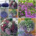"Gói 100 Hạt " Hạt giống hoa cúc Lobelia ( cúc thúy điệp ). 
