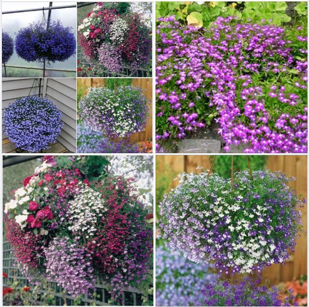 "Gói 100 Hạt " Hạt giống hoa cúc Lobelia ( cúc thúy điệp )