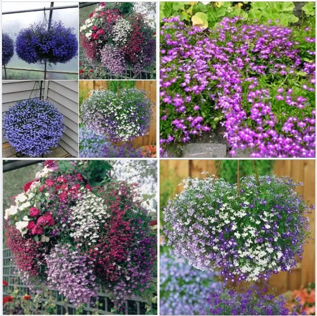 "G%C3%B3i%20100%20H%E1%BA%A1t%20"%20H%E1%BA%A1t%20gi%E1%BB%91ng%20hoa%20c%C3%BAc%20Lobelia%20(%20c%C3%BAc%20th%C3%BAy%20%C4%91i%E1%BB%87p%20)%20-%20Image%201