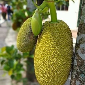 Bibit Tanaman Nangka Sayur OKULASI Super Unggul