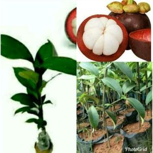 Bibit Buah Manggis Tanpa Biji siap tanam