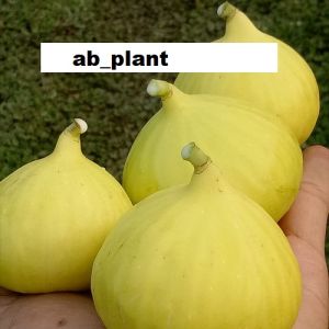 Bibit Buah Tin Kuning Jumbo Unggul