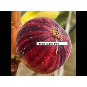 Bibit Buah Tin BNR ( Bardissote Negra Rimada ) Super