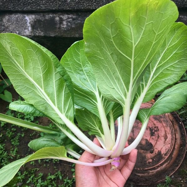 Petchay Vegetable Plant Seeds Single Variety Tropical Vegetables Seed ...