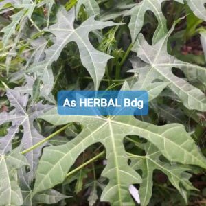 Daun gedi atau pepaya jepang per 1 kg fresh-az