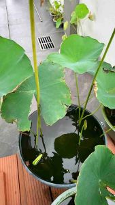 碗莲种子中大小型盆栽莲花阳台水培植物水生花卉Biji teratai mangkuk tumbuhan teratai besar dan kecil tumbuhan hidroponik balkoni bunga akuatik