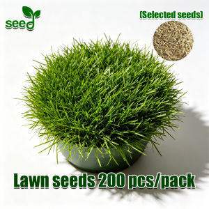 [Fast Growing]100% Legit Lawn Grass Seed Bermuda Grass Seeds for Lawn Garden - Turf Bermuda Grass Live Plants Lawn Grass Seeds for Park Soccer Field Golf Course Etc. Easy To Grow Grass Carpet for Outdoor Greening Grass Seeds for Planting and Gardening