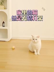 3PCS/6PCS Interactive Cat Toy with Flower Bells Safe Play and Boredom Relief Pet Toy Cute Ball