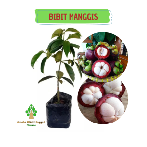 BIBIT BUAH MANGGIS - BIBIT MANGGIS - BUAH MANGGIS - BIBIT MANGGIS OKULASI