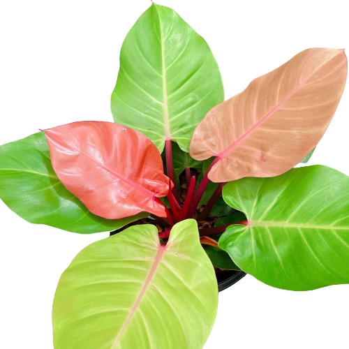 pothos ivy Pothos Marble Queen | Epipremnum Marble Queen Pothos Plant in 4 Pot | Easy-Care Potted Houseplants for sale | Trailing Indoor Plants