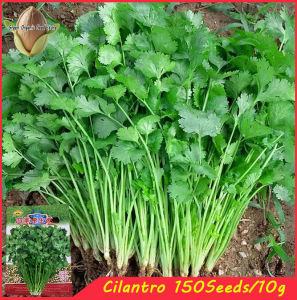 150SEEDS/PACK - CILANTRO/CORIANDER/WANSOY/HERBS/FOR PLANTING/HIGH YIELDING-A615
