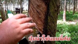 พาราไวท์ฅนขี่ม้า ปูพารา "เทอน" รส. 2111185/2565 กรมวิชาการเกษตร 1 ลัง 12 ขวด, ราคาพิเศษ