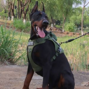 ER52858 Anti Escape Dog Leash Set Reflective Breathable Pet Chest Strap Dog Walking Rope No Pull Large Dog Harness Vest Puppy