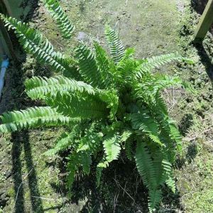 ต้นเฟิร์นไพลิน กระถาง 8 นิ้ว พร้อมลวดเเขวน ต้นไม้ฟอกอากาศ 8 ประสาท