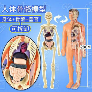 [SG STOCK]Human Skeletal Model Body + Skeleton + Organs Detachable 28CM