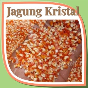 Jagung Kristal Burung Merpati