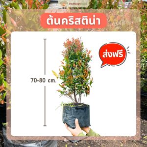 (ส่งฟรี)ต้นคริสติน่า (ต้นสูง 70-80cm.) ต้นไม้มงคล ปลูกประดับ ตกแต่งทำแนวรั้ว ใช้เวลาจัดส่ง 5-7 วัน
