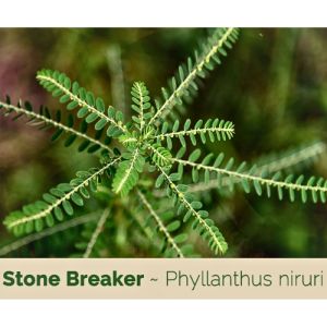 StoneBreaker Seeds for Planting – Liver & Kidney Support Herb – Easy to Grow – Lynvegen Store