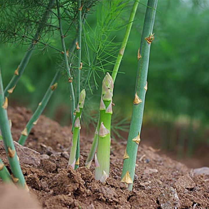 Akar/crown Asparagus (not plants) Lazada PH