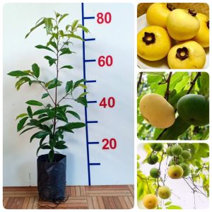 ต้นอินจัน อินจัน ต้นอิน ต้นจัน ชื่ออื่น จัน อิน จันอินจันโอ จันอิน จันลูกหอม จันท์ลูกหอม จันขาว ลูกจัน ลูกอิน จันอิน ลูกจันทน์ ลูกจันทร