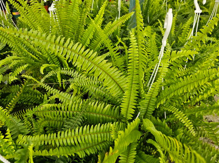 Nephrolepis Exaltata Boston Fern Indoor House Home Potted Plant ...