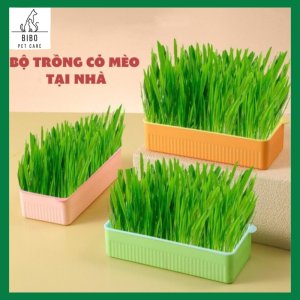 Bộ Kit Khay Trồng Thủy Canh Cỏ Mèo Gồm Hạt Giống Cỏ Lúa Mạch Giúp Mèo Tiêu Búi Lông