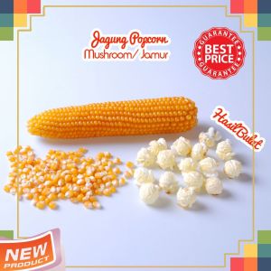 40 BIJI BENIH JAGUNG ORANGE KING POPCORN ARGENTINA