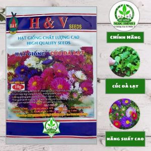(Gói 5gr và 10gr) Hạt Giống Cúc Đà Lạt Nhiều Màu H&V