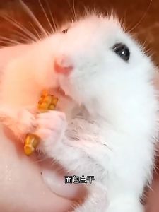 YOUYITIAOYU 1500ML Hamster Treats Dried Mealworm Protein-Rich Snacks for Guinea Pig Gerbils Chinchillas Birds