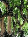 ต้นองุ่นบราซิล JABOTICABA MYRCIARIA CAULIFLORA ต้นโต สูง 50-70 เซนติเมตร แข็งแรง ดูแลง่าย 1-2 ปีติดผล. 