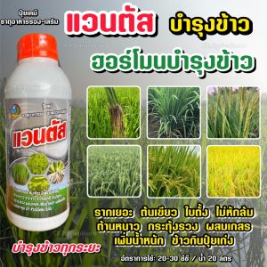 แวนตัส 1ลิตร บำรุงข้าว ฮอร์โมนข้าว เร่งราก ใบเขียว ใบตั้ง กอใหญ่ กระทุ้งรวง กันหนาว ไม่ล้ม รวงใหญ่ รับรวง เพิ่มน้ำหนัก