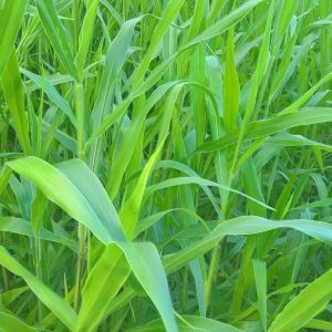 Hạt giống cỏ Ruzi - Cỏ xả chịu bóng râm giẫm đạp dùng chăn nuôi trâu bò dê...