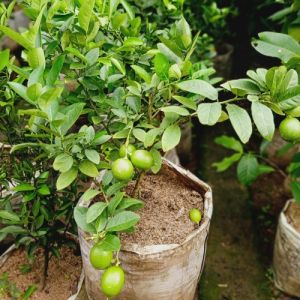 BERBUAH Bibit Jeruk Nipis Kondisi Berbuah TERLARIS